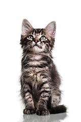 Image showing Cute Furry Kitten