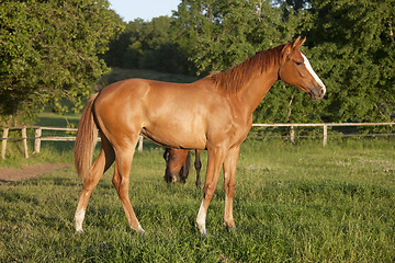 Image showing Yearling filly on pasture