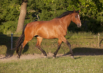 Image showing Holsteiner broodmare on pasture