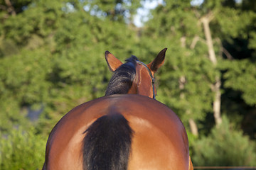 Image showing Horse from behind