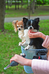 Image showing bicycle walking with dogs