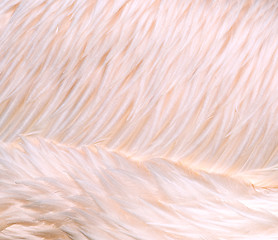 Image showing Bird feathers