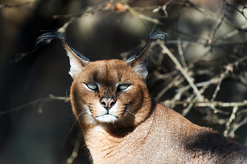 Image showing Caracal