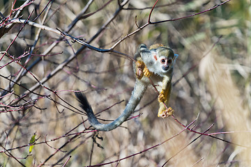 Image showing Common squirrel monkey