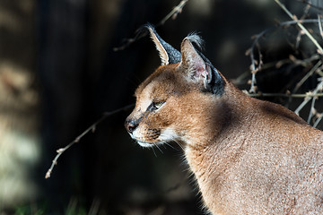 Image showing Caracal