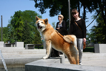 Image showing Akita and girl