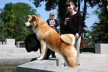 Image showing Thirsty dogs