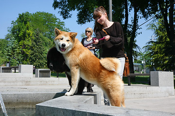 Image showing Thirsty dogs