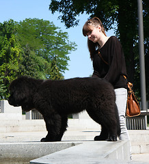 Image showing Newfoundlander puppy