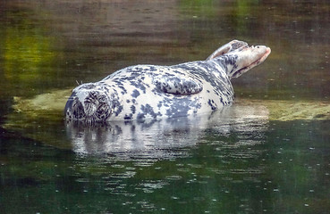 Image showing Pinniped