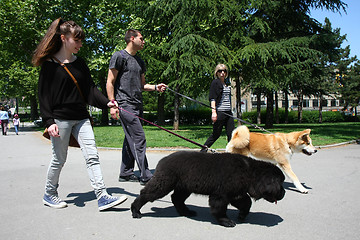 Image showing Walking with puppies