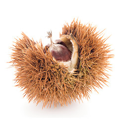 Image showing Chestnuts with shell 