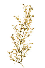 Image showing Golden Christmas decoration branches