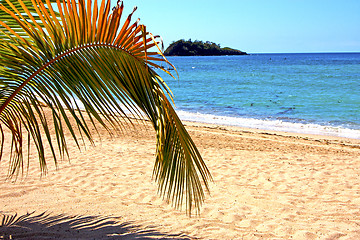 Image showing beautiful andilana beach seaweed in indian ocean leaf