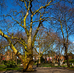 Image showing park in london spring sky and old dead tree 