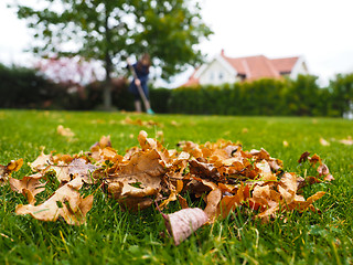 Image showing Female person raking green grass from brown leaves at autumn