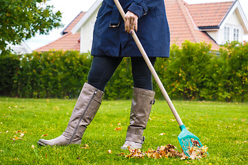 Image showing Female person raking green grass from brown leaves at autumn in 