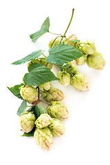 Image showing Hop cones.