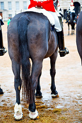 Image showing in london england horse  cavalry for    the queen