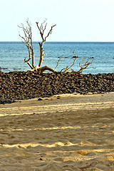 Image showing  dead tree  seaweed   indian     sand isle  sky  