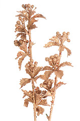 Image showing Golden Christmas decoration branches