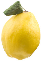 Image showing Quince Cutout