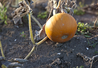 Image showing Pumpkin in Patch