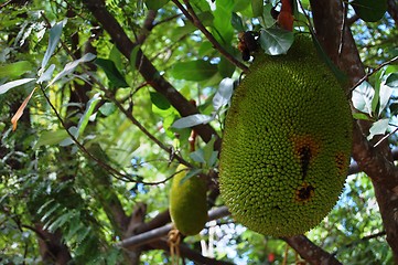 Image showing jackfruit