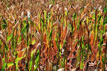 Image showing cornfield
