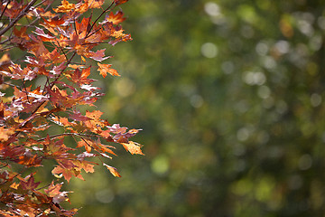 Image showing Autumn Leaves Sugar Maple