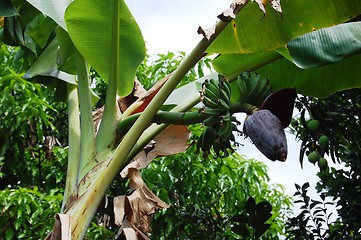 Image showing banana blossom