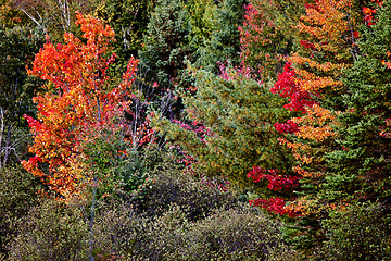 Image showing Algonquin Park Muskoka Ontario