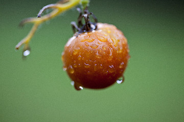 Image showing Tomato on the vine