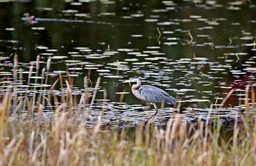 Image showing Algonquin Park Muskoka Ontario