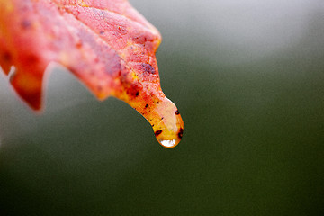 Image showing Autumn Leaves Sugar Maple