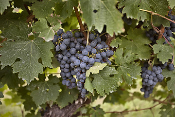 Image showing Niagara on the Lake blue concord grapes