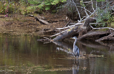 Image showing Algonquin Park Muskoka Ontario