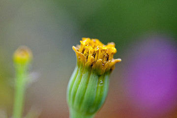 Image showing Close Up Flowers