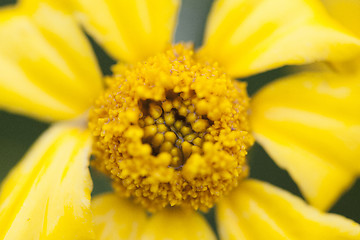 Image showing Close Up Flowers