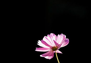 Image showing Close Up Flowers