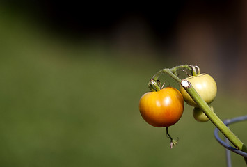 Image showing Tomato on the vine