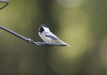 Image showing Black-capped Chickadee 