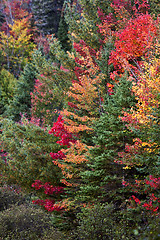 Image showing Algonquin Park Muskoka Ontario