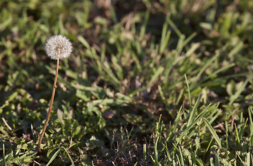 Image showing Dandelion in Seed