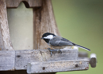 Image showing Black-capped Chickadee 