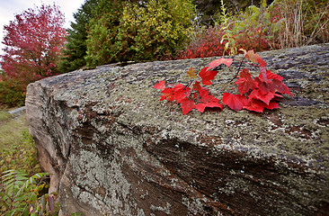 Image showing Algonquin Park Muskoka Ontario