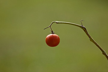 Image showing Tomato on the vine