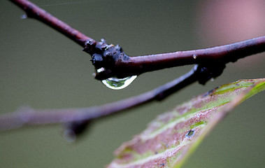 Image showing Water Drop on Plant