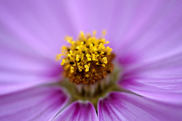 Image showing Close Up Flowers