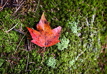 Image showing Autumn Leaves Sugar Maple
